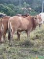 Cruzamento SENEPOL/NELORE Imagem Cruzamento SENEPOL/NELORE