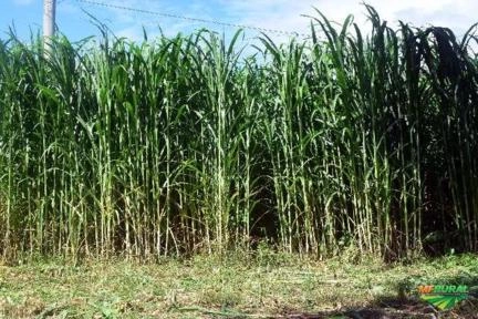 BRS CAPIAÇU CREDENCIADO EMBRAPA Imagem BRS CAPIAÇU CREDENCIADO EMBRAPA