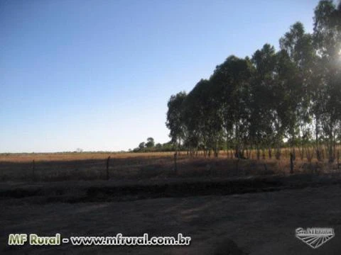 Vendo fazenda em Bom Jesus-PI/Serra do Quilombo