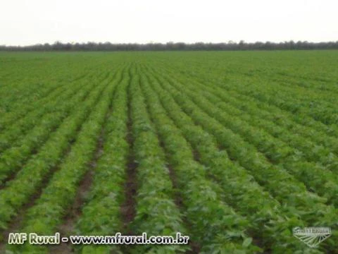 Vendo fazenda em Bom Jesus-PI/Serra do Quilombo