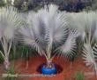 Palmeira BISMARCKIA - Palmeira azul (bismarckia nobilis)