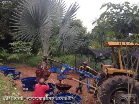 Palmeira Bismarckias Imagem Palmeira Bismarckias