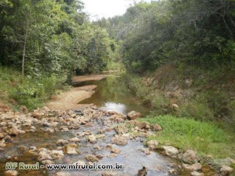 FAZENDA COM EUCALIPTOS