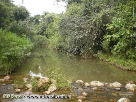 FAZENDA COM EUCALIPTOS