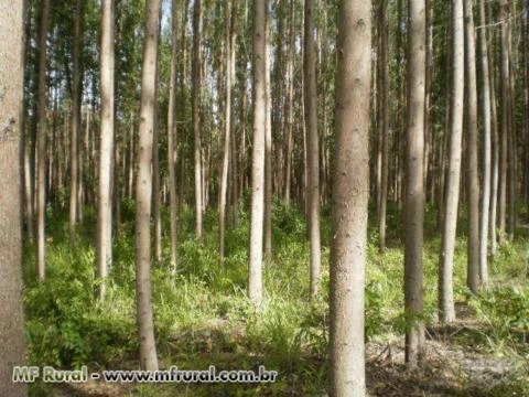 FAZENDA COM EUCALIPTOS