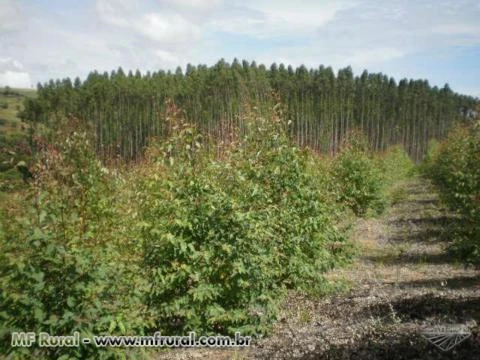 FAZENDA COM EUCALIPTOS