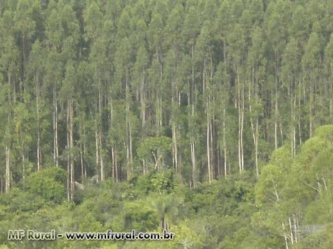 FAZENDA COM EUCALIPTOS