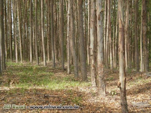 FAZENDA COM EUCALIPTOS