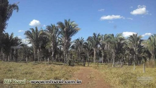 ÓTIMA FAZENDA (COMPLETA, BEM FORMADA E ESTRUTURADA) PARA GADO EM MIRANORTE-TO