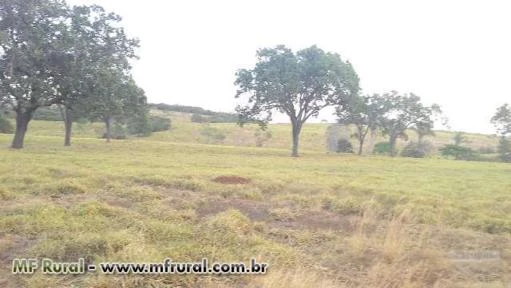 ÓTIMA FAZENDA (COMPLETA, BEM FORMADA E ESTRUTURADA) PARA GADO EM MIRANORTE-TO