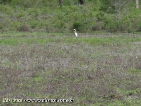 Fazenda em Buritizeiro MG