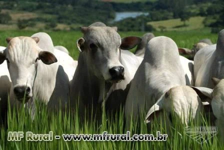 MINERAL + PROBIÓTICO E ALHO EM PÓ KIT PARA PECUÁRIO COM 30 KG