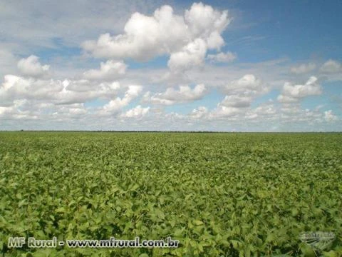 FAZENDA OESTE  DA BAHIA