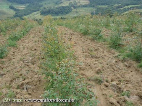 Mudas de Eucalipto e Mogno Africano de Alta Qualidade Imagem Mudas de Eucalipto e Mogno Africano de Alta Qualidade