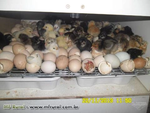 Chocadeiras Automáticas Imagem Chocadeiras Automáticas