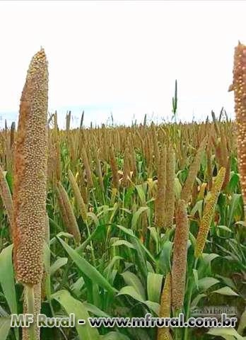 Milheto BRS 1501 Imagem Milheto BRS 1501