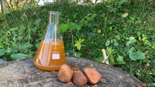 Óleo de Andiroba Imagem Óleo de Andiroba