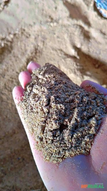 TORTA DE MAMONAS ( Torta leguminosa) Imagem TORTA DE MAMONAS ( Torta leguminosa)