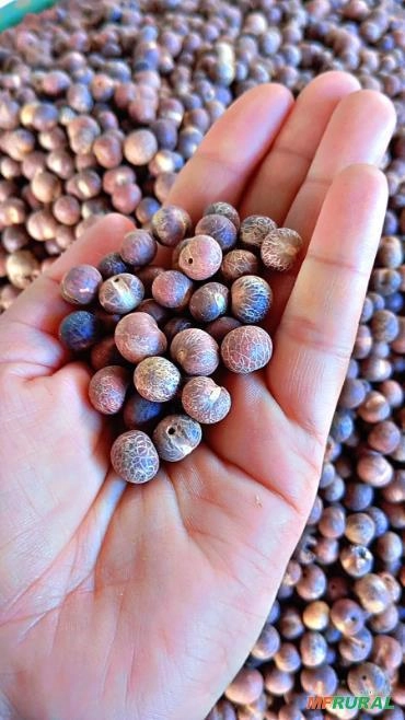 AÇAI SEM FIBRA (Pelado) Imagem AÇAI SEM FIBRA (Pelado)