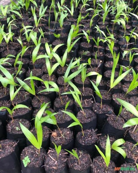 MUDA DE AÇAI Imagem MUDA DE AÇAI