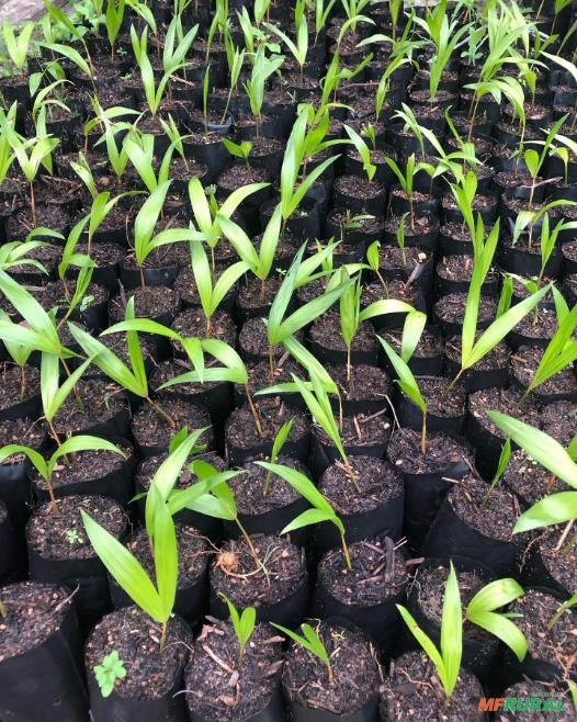 MUDA DE AÇAI Imagem MUDA DE AÇAI