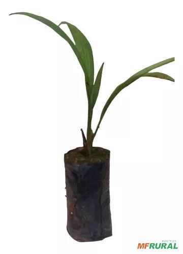 Imagem MUDA DE AÇAI Imagem MUDA DE AÇAI