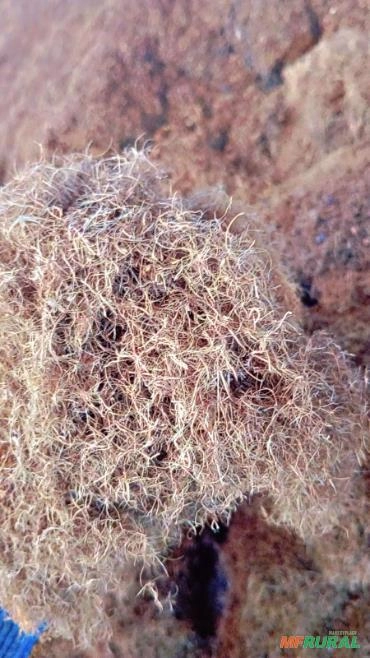 FIBRA DE AÇAI Imagem FIBRA DE AÇAI