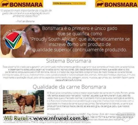 Bonsmara, Tourinhos, Bezerras e Vacas