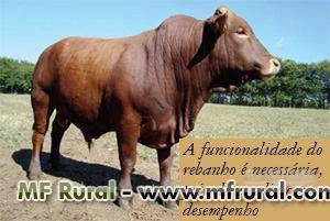 Tourinhos e Reprodutores Bonsmara PO Imagem Tourinhos e Reprodutores Bonsmara PO