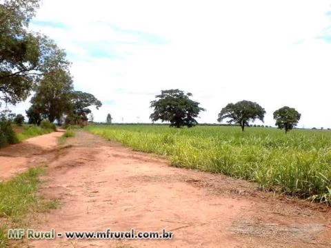 VENDO BELO SÍTIO EM ARTUR NOGUEIRA-SP, ÓTIMA LOCALIZAÇÃO, 100% PLANO, TODO FORMADO E PRODUZINDO.