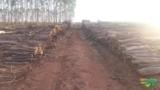 COMPRO FLORESTA DE EUCALIPTO CITRIODORO Imagem COMPRO FLORESTA DE EUCALIPTO CITRIODORO