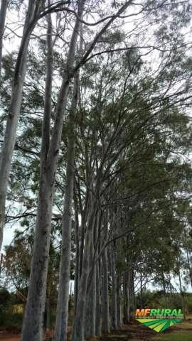 COMPRO FLORESTA DE EUCALIPTO CITRIODORO Imagem COMPRO FLORESTA DE EUCALIPTO CITRIODORO