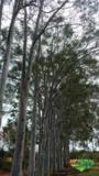 COMPRO FLORESTA DE EUCALIPTO CITRIODORO Imagem COMPRO FLORESTA DE EUCALIPTO CITRIODORO