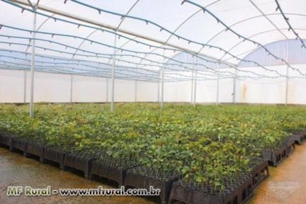 Mogno Africano Khaya Ivorensis Imagem Mogno Africano Khaya Ivorensis