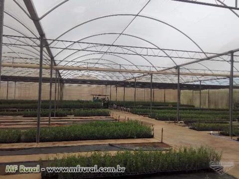 Imagem Mudas de Oliveira – Azeitona Oliva – padronizadas e certificadas Imagem Mudas de Oliveira – Azeitona Oliva – padronizadas e certificadas
