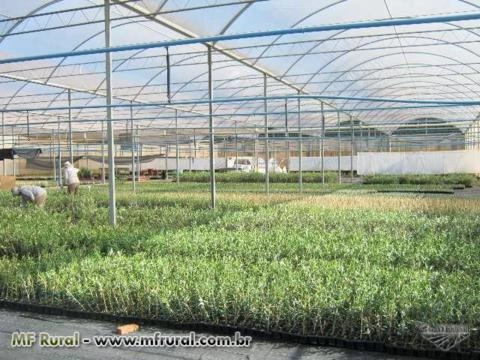 Mudas de Oliveira – Azeitona Oliva – padronizadas e certificadas Imagem Mudas de Oliveira – Azeitona Oliva – padronizadas e certificadas