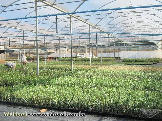 Mudas de Oliveira – Azeitona Oliva – padronizadas e certificadas Imagem Mudas de Oliveira – Azeitona Oliva – padronizadas e certificadas