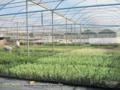 Mudas de Oliveira – Azeitona Oliva – padronizadas e certificadas Imagem Mudas de Oliveira – Azeitona Oliva – padronizadas e certificadas