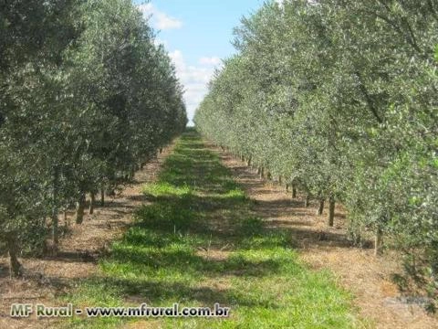 Imagem Mudas de Oliveira – Azeitona Oliva – padronizadas e certificadas Imagem Mudas de Oliveira – Azeitona Oliva – padronizadas e certificadas