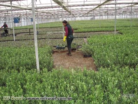 Imagem Mudas de Oliveira – Azeitona Oliva – padronizadas e certificadas Imagem Mudas de Oliveira – Azeitona Oliva – padronizadas e certificadas