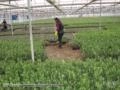 Mudas de Oliveira – Azeitona Oliva – padronizadas e certificadas Imagem Mudas de Oliveira – Azeitona Oliva – padronizadas e certificadas