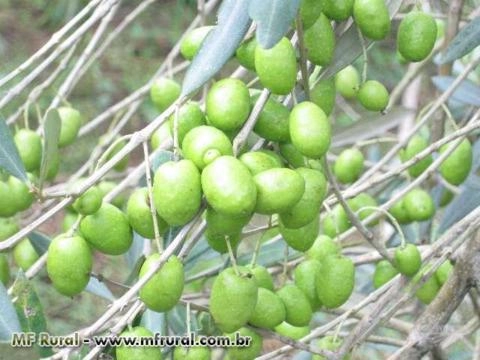 Imagem Mudas de Oliveira – Azeitona Oliva – padronizadas e certificadas Imagem Mudas de Oliveira – Azeitona Oliva – padronizadas e certificadas
