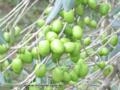 Mudas de Oliveira – Azeitona Oliva – padronizadas e certificadas Imagem Mudas de Oliveira – Azeitona Oliva – padronizadas e certificadas