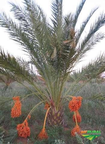 MUDAS DE TAMAREIRA Imagem MUDAS DE TAMAREIRA