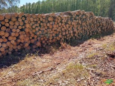 Compramos florestas de eucalipto Imagem Compramos florestas de eucalipto
