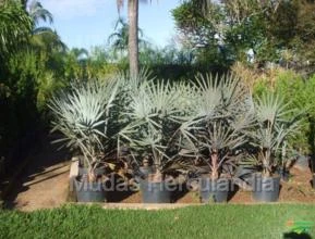Palmeira Azul - Bismarckia nobilis