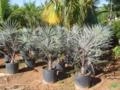 Palmeira Azul - Bismarckia nobilis Imagem Palmeira Azul - Bismarckia nobilis