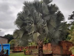 Palmeira Azul - Bismarckia nobilis