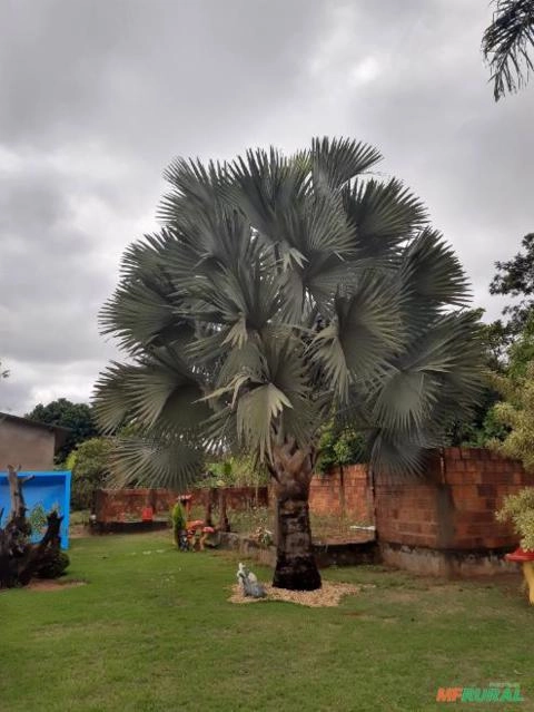 Palmeira Azul - Bismarckia nobilis Imagem Palmeira Azul - Bismarckia nobilis
