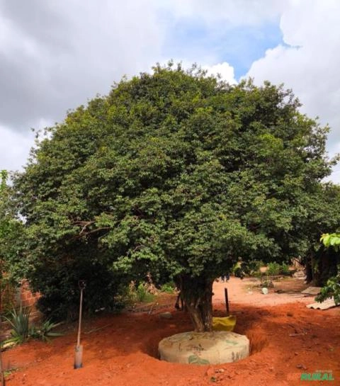 Mudas Jabuticaba sabará Imagem Mudas Jabuticaba sabará